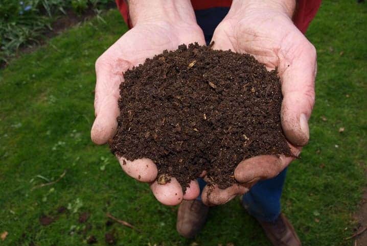 A cobertura com terra é fundamental, pois além de acelerar a brotação, protege a grama da estiagem no inverno.